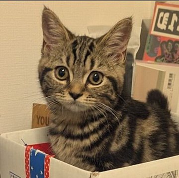 毛色と模様がそっくり！「キジトラ」と「縞ミケ猫」の見分け方