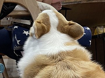 コーギーは知っている!?食事中の1歳児に寄り添う理由が「賢い」「ナイスポジション」と7.5万件以上のいいね