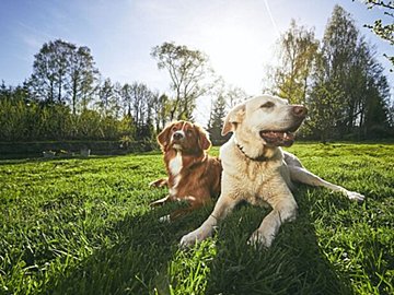 小型犬に立ち向かう大型犬の子犬。お姉さんワンコに怒られるとすぐに降参してしまう様子に「かわいい」の声