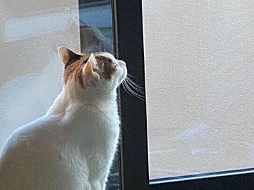 自宅に来た職人さんがひとりごと!?と思いきや、にゃんこに作業内容を説明してくれていた！10万人がほっこりした写真に注目