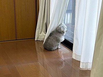 飼い主の帰りに気づかず、窓際で待ち続けるトイプードル。切なくも可愛らしい姿に「尊い」の声と19.1万件いいね