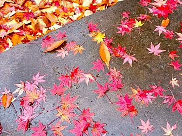 落ち葉のすべりやすさは雪並み⁉モミジとイチョウはどちらがより危険？気象予報士が解説