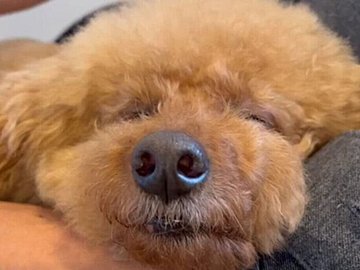 飼い主さんのリモートワークは愛犬のリラックスタイム!?お膝の上で寝落ちしちゃったワンコがかわいすぎる