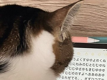 ネコちゃんただ今お仕事中!?「邪魔しちゃいけないな」とためらうほど真剣な後ろ姿に13万件のいいね
