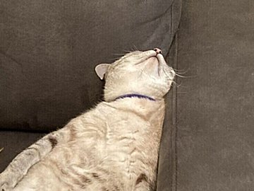 ソファで仰向けになるニャンコ「寝ているのかな？」顔を覗き込むと予想外すぎる表情で20万人がびっくり！