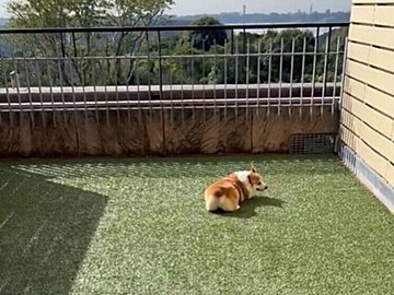 旅先で宿泊したホテルのテラスを気に入ったコーギー！楽しそうに転がりまわる姿に2.1万「いいね」が集まる