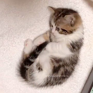 反則級に可愛い」 しっぽをおもちゃのようにして遊ぶ子猫、飼い主も