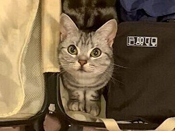 スーツケースの隙間に潜り込んだネコちゃん。ぴったり収まる姿がまるで「テトリスの長い棒」