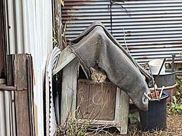 野良猫ににゃんともびっくり！「どこから来ているのかと思ったら」予想外のセレブ野良猫だった