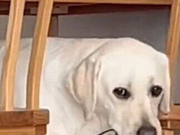 パパの大事なものを奪ったワンコ。必死の説得を上目遣いで聞き入れる姿がかわいすぎて4.6万件のいいね