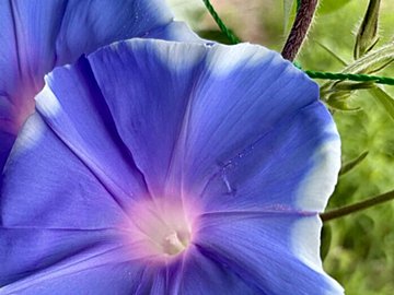 1999年小学1年の生活科で育てた朝顔が27代にわたって花開く。母娘がつないだ鮮やかな姿に5.8万いいね