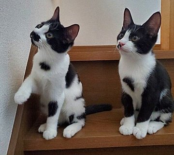 19年間猫と暮らし続けた人間が、猫ゼロ生活になったとき【連載