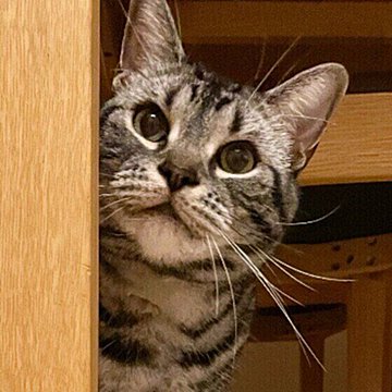 愛猫と添い寝したい飼い主さん必見！猫と一緒に寝るときの注意点｜ね 