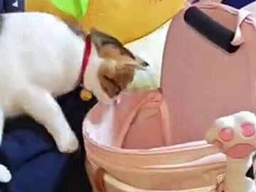 2.6万人が胸キュンした猫。中2のお姉ちゃんが背負ったリュックにさっそうと乗り込む姿がキュートすぎる