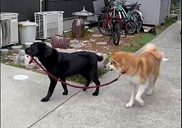「本日も散歩される秋田犬」散歩させているのはまさかの？思わぬ展開に「かわいい」の嵐！