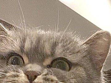 浴室に入ったけれど「無理だ」と言いたくなるネコちゃんのお風呂タイム。全力拒否の表情に5.7万いいね