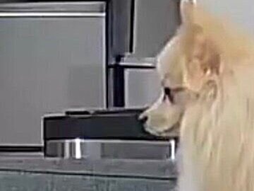 留守番中、どうしても一緒に遊びたいポメラニアンと、華麗にスルーし続けるポメペキが話題に！スルースキルが高すぎて「一瞬静止画かと思った」の声も