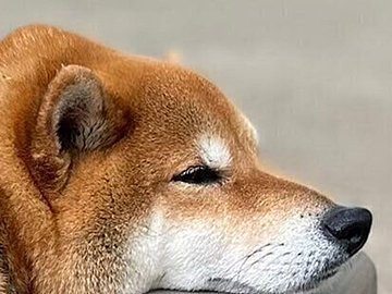 「ドッグ走ラン」!?ドッグランに来たのに、ベンチでのんびり休憩する柴犬に3.1万人がほっこり！マイペースな姿がかわいくてたまらない！