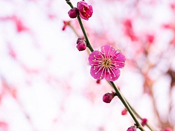 するかしないかで今年の金運が大きく変わる！金運爆上げの大チャンス2026年2月の開運風水【Dr.コパの風水解説】