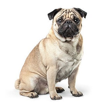 ローデシアン リッジバックの特徴と性格 価格相場 犬図鑑 いぬのきもちweb Magazine