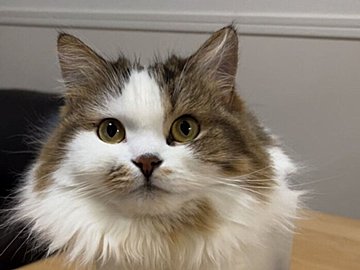 「見つめられていると集中できない」飼い主がそう感じる理由とは？体が真四角に化けた猫が話題！