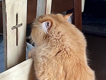 妻から送られてきたのは「猫が羽化しそう」な写真!?「ニャンニャンゼミ」誕生の瞬間に25万件のいいね