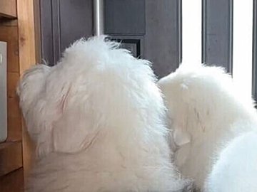 3歳娘を出迎えるモフモフ犬たち。玄関にぎゅうぎゅう詰めで待ち構える3匹に1.9万件のいいねと「愛が溢れている」の声