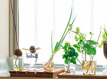 野菜の切れ端を捨てずに再生！エコ＆育てて楽しい"リボベジ"