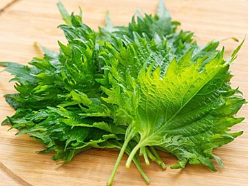 しその大量消費レシピランキングTOP3！10分でできる簡単でおいしい作り方