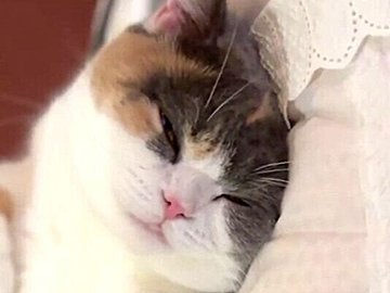 酔拳ならぬ「睡拳」の使い手現る!?ネコちゃんのかわいさが威力抜群すぎて「参りました」の声多数