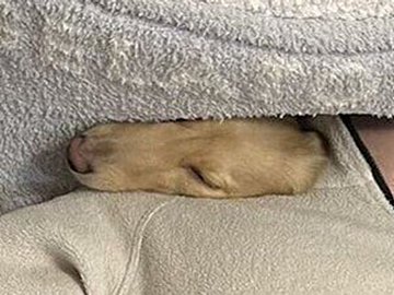 飼い主さんと密着して幸せそうなワンコに6.3万人が癒やされる。すごく狭そうだけどそれがいい！