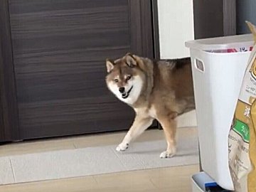 ニコニコで歩く柴犬→「突然の真顔」なにが起きた!?そのおもしろ可愛い様子に10.5万件のいいね