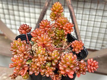 【多肉植物】見かけたら即買って！マニアが厳選「かわいい×ちょっぴりレア」な多肉植物