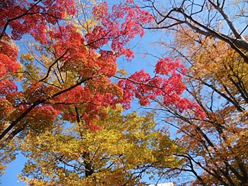 どうして紅葉にはいろんな色があるの？素朴な疑問を気象予報士が解説！