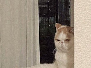 「ネコが毛繕いしているなぁ」→突然始まるセクシーショー「近くで観劇したい」の声と9.1万件のいいね