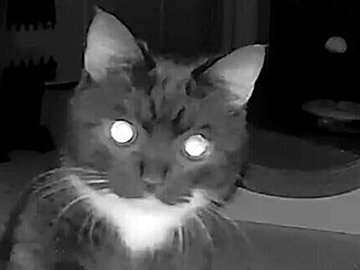 夜中に寝室を抜け出し、こっそりエサを確認する“食いしん坊にゃんこ”に5.8万いいね！2本足で立ち上がる姿が「かわいい」「人が入っていそう」と話題に