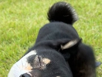 柴犬の「高速ウィンク」!?頭をブンブン振る柴ドリル中、実は交互に片方の目を開けていたという事実が判明！3.1万いいねと「世紀の大発見」の声