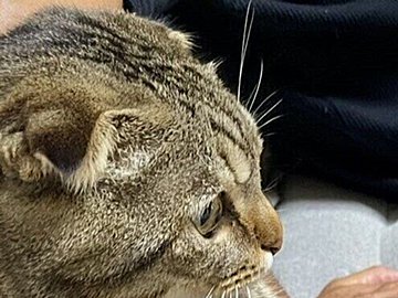 ソファに座るネコ!?飼い主さんといっしょにテレビを見る光景が尊い！シンクロ率高すぎでまさかの同じポーズ