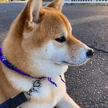 獣医師監修 犬にグレープフルーツはng 食べてしまったときの症状と対処方法 いぬのきもちweb Magazine