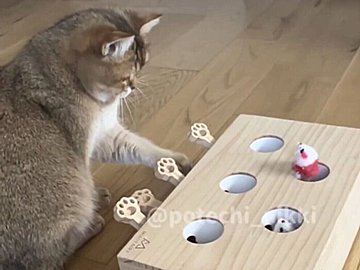 モグラたたきの仕組みを理解した愛猫。賢い姿に「才能すごい」「天才すぎる」のコメントと6万件のいいね