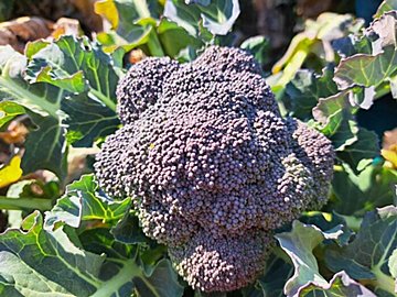 スーパーの売り場で見る「緑」と「黒」のブロッコリー