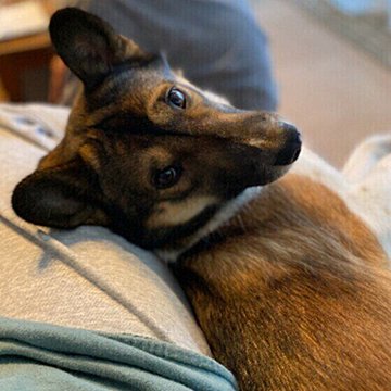 獣医師監修 犬のパテラ 膝蓋骨脱臼 の症状や治療法とグレードを解説 いぬのきもちweb Magazine 獣医師監修 犬のパテラ 膝蓋骨脱臼 の症状や治療法とグレードを解説 いぬのきもちweb Magazine
