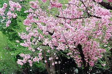 ソメイヨシノだけじゃない！遅咲きの桜を楽しもう！