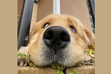 歩くたびに雪にズボっ！　必死な姿が愛らしいゴルデンレトリバー～fumumu動物キングダム～