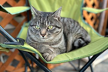 いちご農園はボクにお任せ！　看板息子はカワイくてイケメンなキジトラ猫　～fumumu動物キングダム～