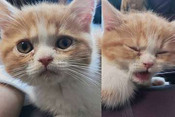 木村花さんの子猫が新たな家へ…　「どうか幸せに長く生きて」切望の声溢れる