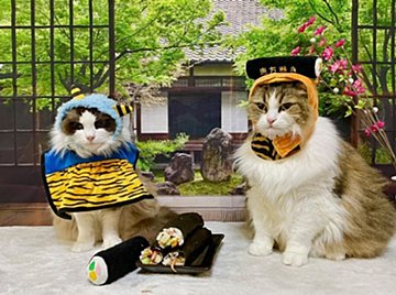 動画撮影なのに、静止キープを貫く猫がかわいい！　～fumumu動物キングダム～