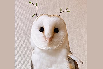 「なんだ、この可愛い生物は…！」　フクロウの“あざとかわいい”動画　～fumumu動物キングダム～