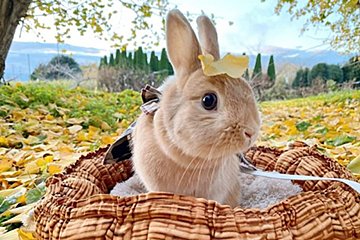 fumumu動物キングダム～みんなのモフモフ自慢～　まるでピーターラビットの実写版！　芸達者ぶりがすごい